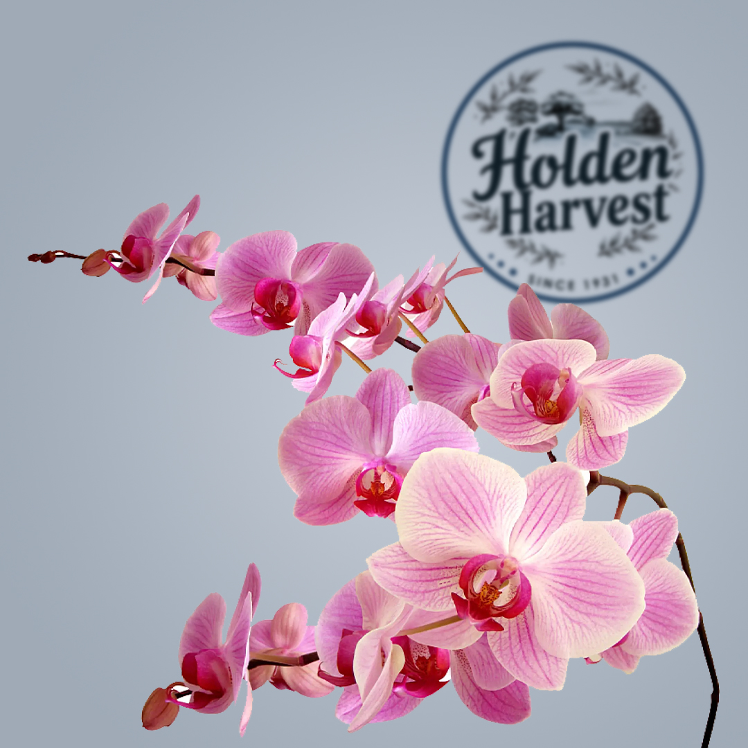 orchid-pink